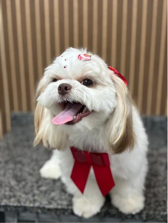 WhatsApp Image 2025-11-18 at 14.32.36