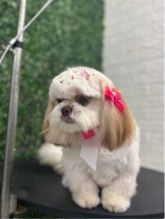 WhatsApp Image 2025-11-18 at 14.32.53 (1)